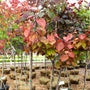 multiple flame thrower red bud trees in pots with a rainbow of burgundy, red, orange and green heart-shaped leaves