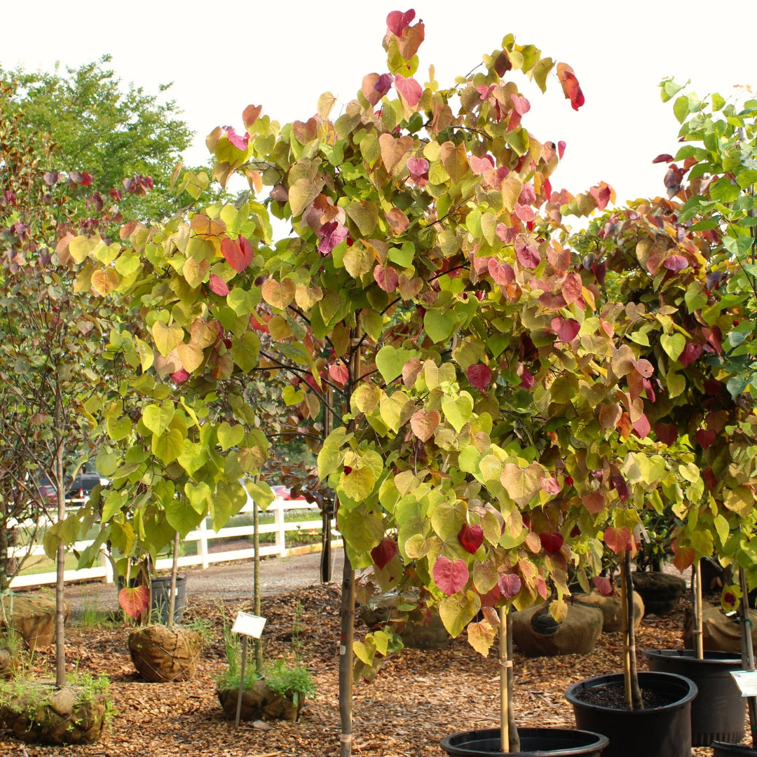 Flame Thrower Redbud Trees For Sale Online Garden Goods Direct