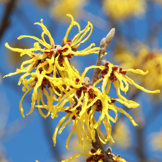 close up view of fringe blooms on American Witch Hazel shrub