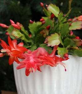 Orange Christmas Cactus