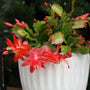 close up shot of orange blooms on potted orange christmas cactus