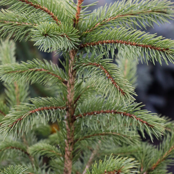close up view of the cool green-blue needles of the colorado blue spruce tree