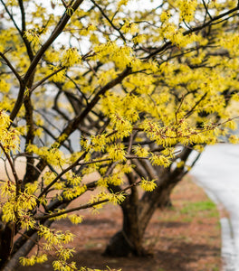 American Witch Hazel