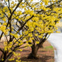 American Witch Hazel Shrubs have beautiful yellow flowers in early to mid-winter