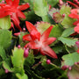 close up view of the vibrant coral orange blooms on orange christmas cactus