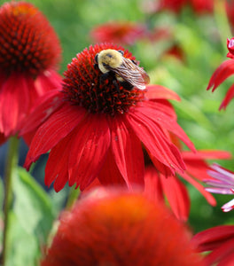 Echinacea Sombrero Salsa Red Coneflower