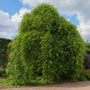 mature black gum tree flourishing with green leaves in springtime