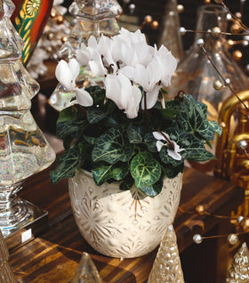 White Cyclamen