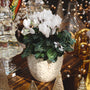 white blooming cyclamen in white pot featured in golden christmas display
