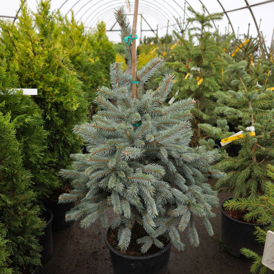 young colorado blue spruce tree with gorgeous cool-toned foliage in a nursery pot