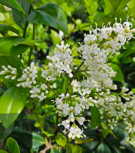 Ligustrum Davidsons Hardy