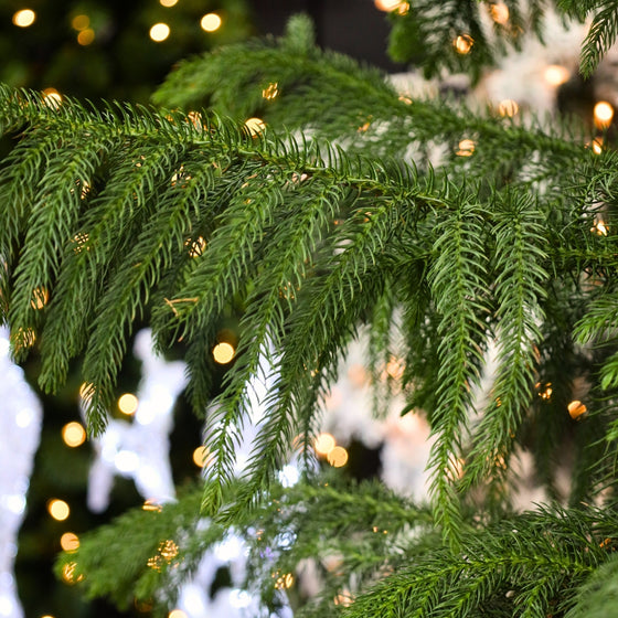 close up view of vibrant green norfolk island pine foliage in front of christmas lights