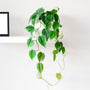 trailing tropical houseplant heart leaf philodendron on a shelf