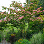 pastel pink flowers of Pink Flowering Kousa Dogwood
