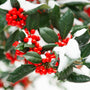 close up image of deep green american holly leaves and vibrant red berries dusted in snow