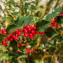 close up image of American Holly tree berries and forest green leaves