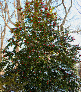 American Holly