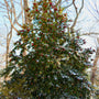 mature American Holly Tree standing tall covered in red berries and snow