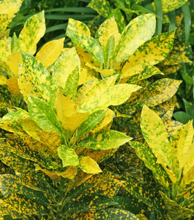 Croton Gold Dust