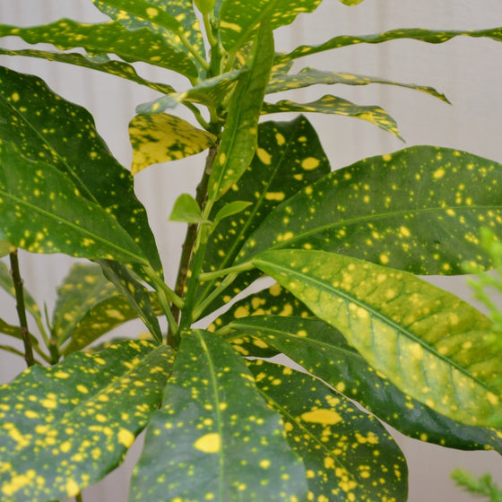 close up of speckled golden leaves on tropical croton gold dust plant