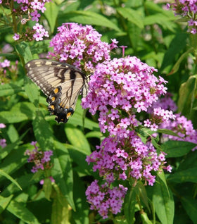 Phlox paniculata Jeana