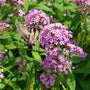 2024 perennial of the year jeana garden phlox growing in the sunwith a butterfly