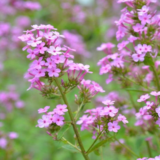 close up view of jeana garden phlox purple blooms