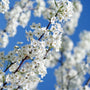 close up shot of small white blooms on bartlett pear tree