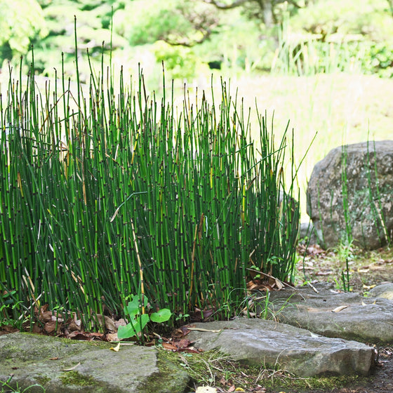 Equisetum Hyemale vertical green stalks growing along stone pathway