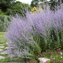 vibrant purple blooms on denim lace and sage perennial growing in a summer gardenn bordered delosperma and a stone pathway