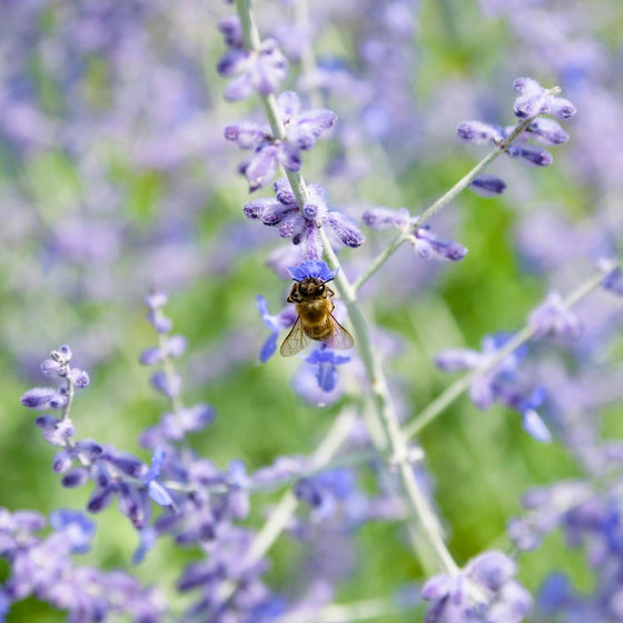 Perovskia Denim 'n Lace Russian Sage for Sale | Garden Goods Direct