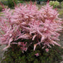 Delft Lace Astilbe planted in a woodland shade garden with lacy fern-like leaves