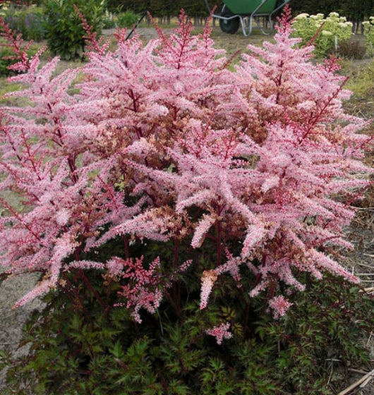 Delft Lace Astilbe planted in a woodland shade garden with lacy fern-like leaves
