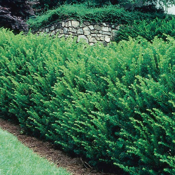 Taxus x media Densiformis with spreading dark green foliage in part shade