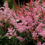 Delft Lace Astilbe with apricot pink plumes and red stems in a moist shade garden