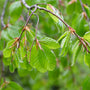 spring green foliage on black gum tree in spring