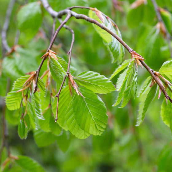spring green foliage on black gum tree in spring
