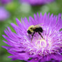 close-up of furry bumble bee pollinating a Stokesia Honeysong Purple flower