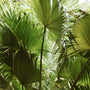 close up view of fan shaped foliage on chinese fan palm
