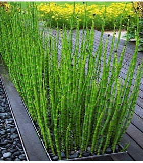 Horsetail Plant