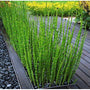 Horsetail Plant growing in a container as a modern patio accent