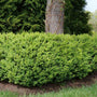 North Star Boxwood with dense dark green evergreen foliage planted as a low hedge in a formal garden border