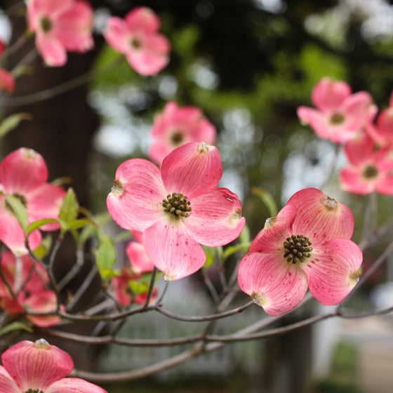 close up view Pink flowers of the North American Native Pink Dogwood