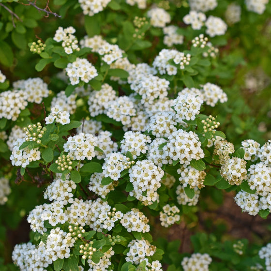 mass of white blooms on bridal wreath spirea