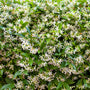 mass of white star-shaped blooms on confederate jasmine plant