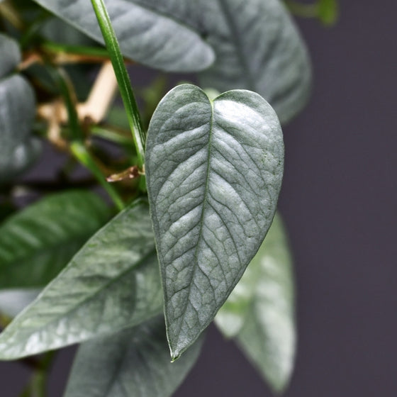 close up view of elongated silvery blue leaves on cebu blue pothos