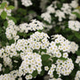 close up of white blooms on bridal wreath spirea