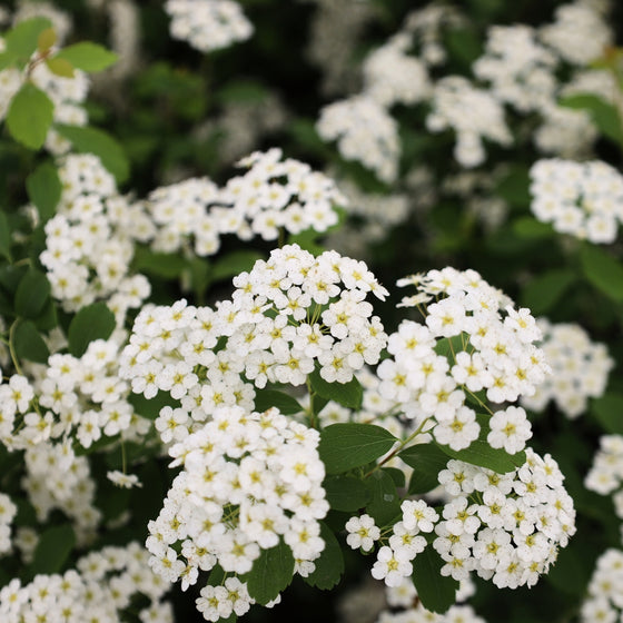 close up of white blooms on bridal wreath spirea