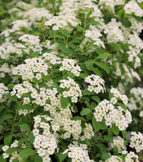 Bridal Wreath Spirea