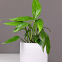 Baltic Blue Pothos in white ceramic pot